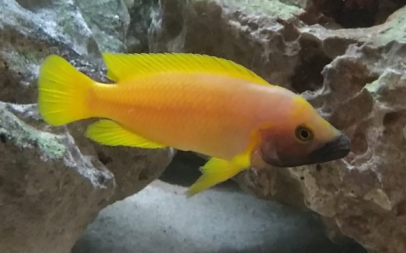 Neolamprologus leleupi 'Kapampa'